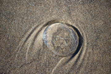 Fototapeta na wymiar A jelly fish on the sand in Cannon Beach Oregon Pacific Northwest USA