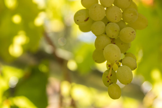 Close-up of cluster of sweet organic homegrown, green grapes on the grapevine lit by summer sunlight