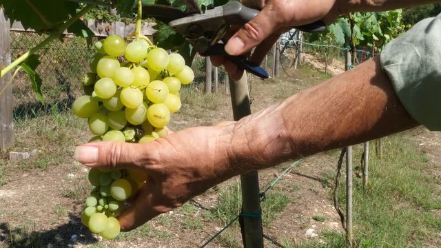 Picking white grapes on vineyard during wine harvest. Filmed in 4K