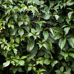 Texture of bindweed. A wall of greenery. Background.