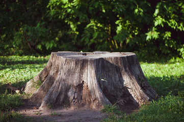 Great stump in the forest