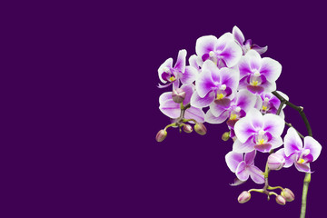 Fototapeta na wymiar Purple blooming orchid plant in pink flower pot. Isolated on violet background, selective soft focus. Beautiful home bouquet of purple orchid, one branche.