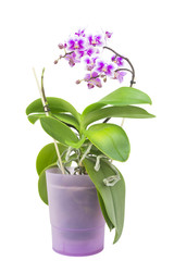 Fototapeta na wymiar Orchids on the window, soft focus. Beautiful home bouquet of purple and white Orchid in the interior.