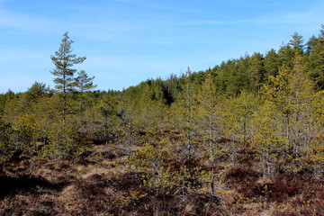 mire in estonia