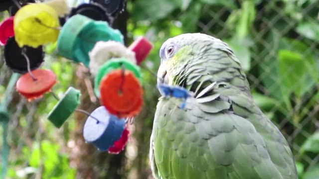 Parrot In The Amazon Rainforest