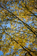Autumn in the trees starting to lose their foliage on a bright sunny day showing the radiant...