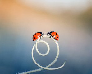  two  little ladybugs crawling on a winding blade of grass on a bright  summer meadow © nataba