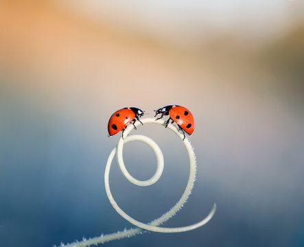 two  little ladybugs crawling on a winding blade of grass on a bright  summer meadow