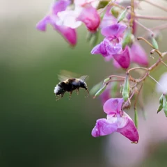Gordijnen Een bij op zoek naar honing © JoveImages