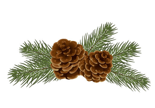 vector christmas tree branches. Realistic fir-tree and cones,  isolated. Great for christmas cards, banners, flyers, party posters, headers. Vector. Eps 10