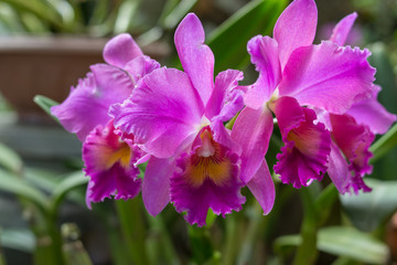 three pink orchids