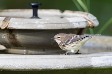 Immature Yellow-rumped Warbler