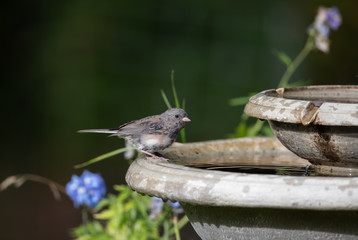 Immature Dark-eyed Junco