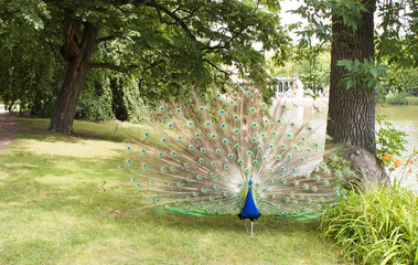 Obraz premium Peacock in the park.
