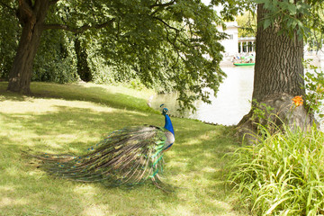Obraz premium Peacock in the park. 13.07.2018, 14.45. Lazenki Park, Warsaw.