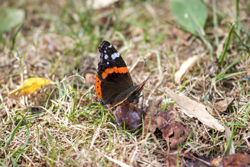 Papillon butterfly