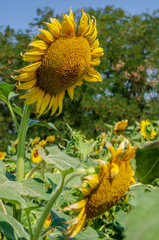 Flowering flowers of sunflowers.