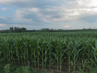 CORNFIELD IN SUMMER