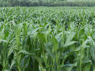 FIELD PLANTED WITH CORN