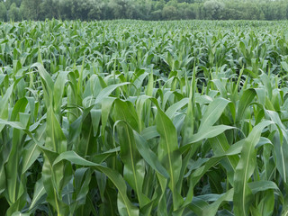 FIELD PLANTED WITH CORN