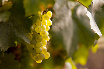 Grappe de raisin au soleil
