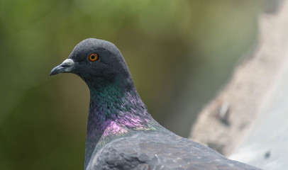 Wood pigeon Columba palumbus perched on log with blurred green background
