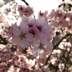 Bright Pink Cherry Blossoms