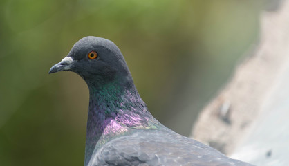 Wood pigeon Columba palumbus perched on log with blurred green background