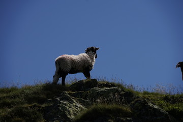 Schwarz-weißes Lamm vor blauem Himmel