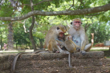 Some toque macaques in Sri Lanka

