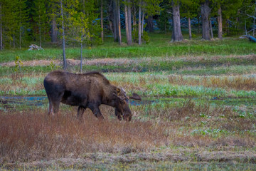 Cow moose munching on willows in Yellowstone National Park, Wyoming