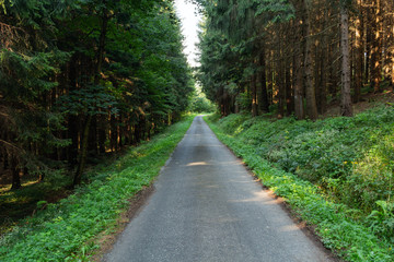 Cycling in Nature Forest on a rainy day. Road in Forest nature. Green forest road. Nature. Road. Natural environment.