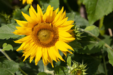 Sunflower in the Botanical garden