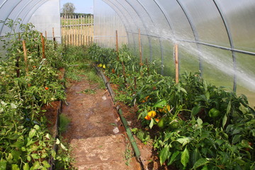 Irrigate of ripe yellow orange sweet pepper grows on branches in a greenhouse among green leaves  -...