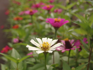 Obraz premium White and Pink Flowers