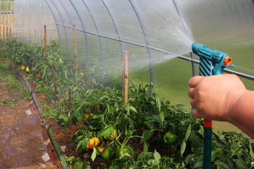 Watering vegetables, hand with sprayer irrigates the paprika in the greenhouse  - healthy food,...