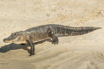 Alligator in the sand
