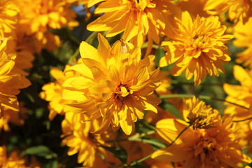 Garden flowers bright yellow daisies closeup in sunny summer day