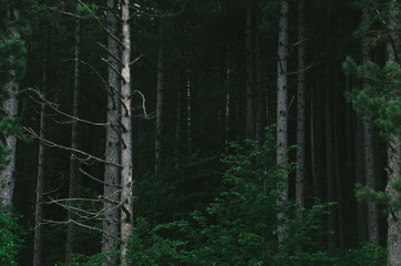 Obraz premium Coniferous forest trees