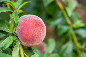 ripe peach on tree with leaves