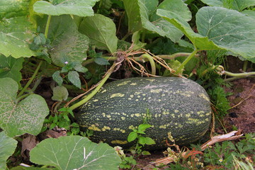 Obraz premium Ripe green zucchini close-up on a branch with green leaves in the garden in the summer - healthy food, subsistence farming, agriculture, vegetable growing