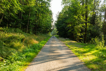 Fototapeta premium Jasny zielony las naturalny chodnik w słonecznym świetle dnia. Słoneczne drzewa leśne. Słońce przez soczyście zielony las.