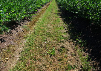 Fototapeta na wymiar Agricultural utility path in a blueberry plantation. The path is covered with a meadow, the plants are planted on the right and left of the path in rows in earth ramparts