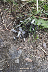 Redhead queen ant with wings leaves spring anthill.