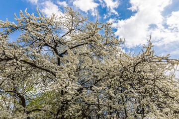 flowering almond tree