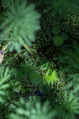 green bushes floating above the water