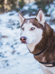Perro husky en la nieve