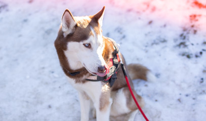 Perro husky en la nieve