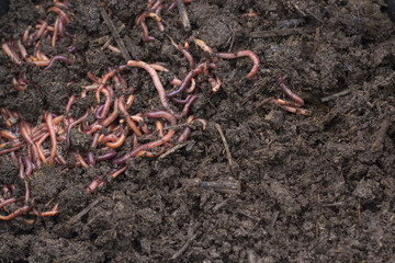 Grain with Worms, Vermicomposting for fertilizer production. Texture of Dirty Dark Humus with clot...