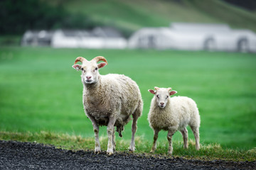 Two sheeps on green meadow. Iceland, Europe